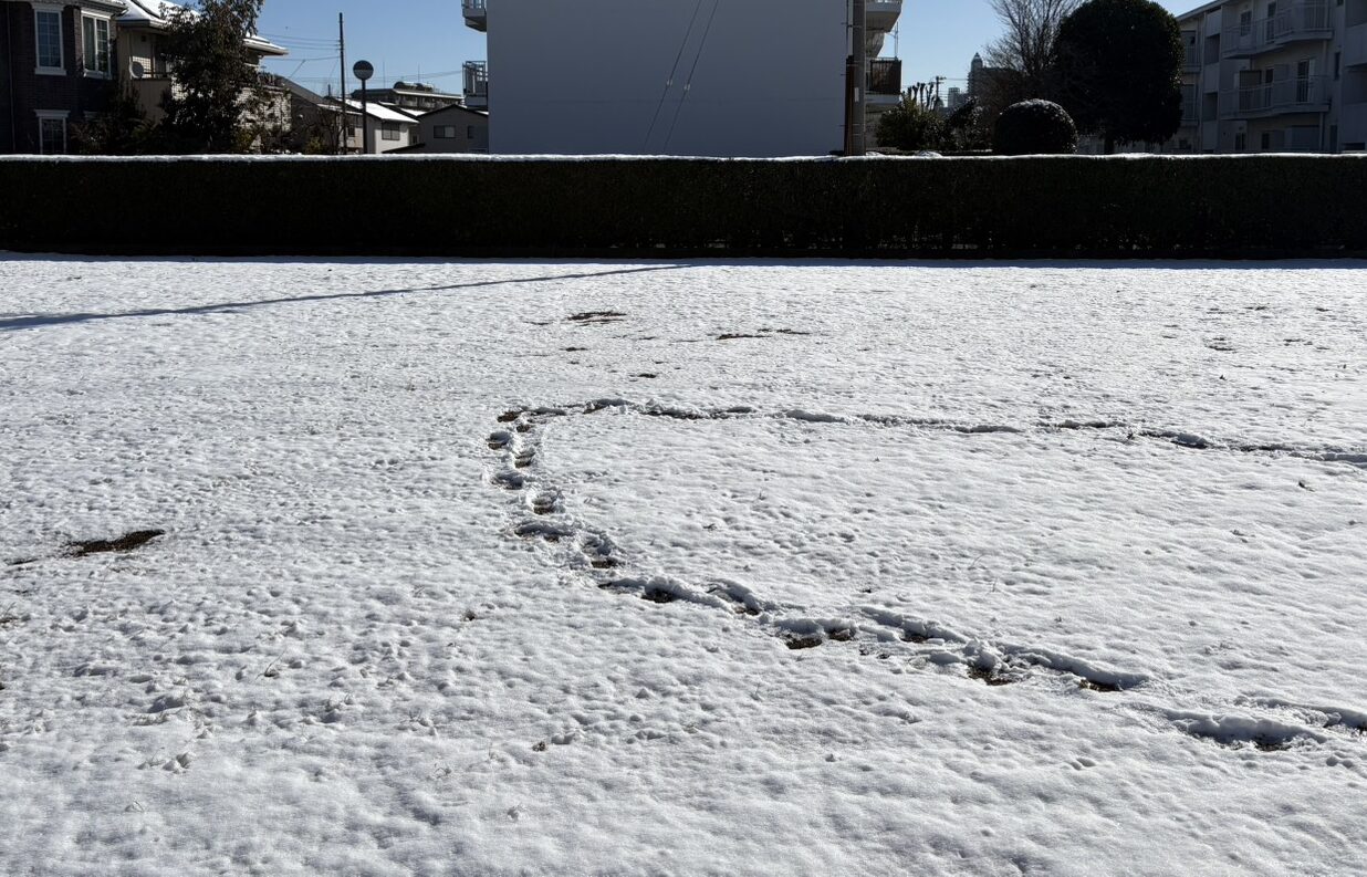 一都三県に久しぶりの積雪